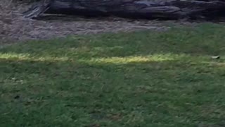 Kangaroo in the back yard