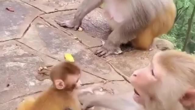 Mother love how they protect monkey