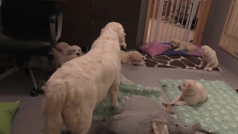 How an experienced dog mother teaches her 8weeks old puppies to be clam.