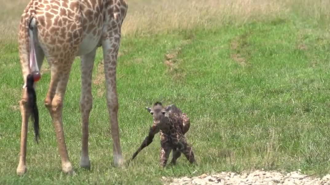 Baby Giraffe Tries to Stand and Takes His First Steps