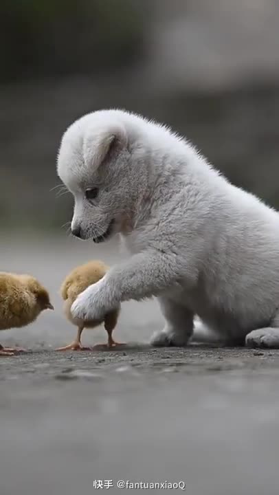 Lovely and funny dogs videos ☺️