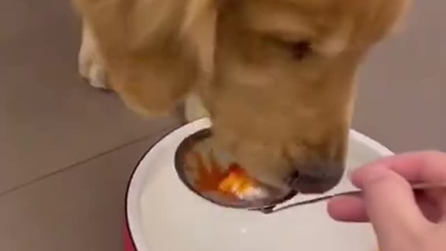 Amazing Dog Videos 2022 Extremely funny