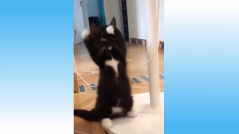 The cute kitty started to dance