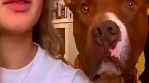 Best Funny and Dogs SO Cute