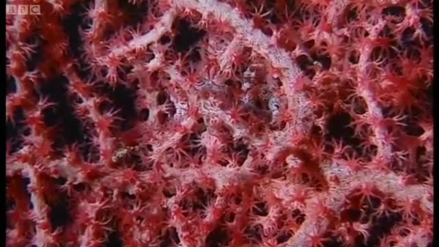 Sea Animal Camouflage | Wild Indonesia | BBC Earth