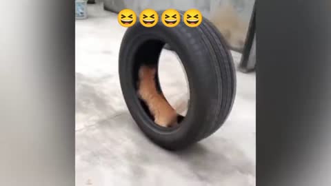 Cat 🐈 fun videos in our life