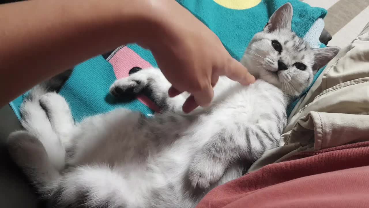 A cute cat who likes to touch the belly.