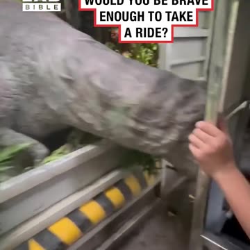 Life size animatronic dinosaurs at theme park 😂