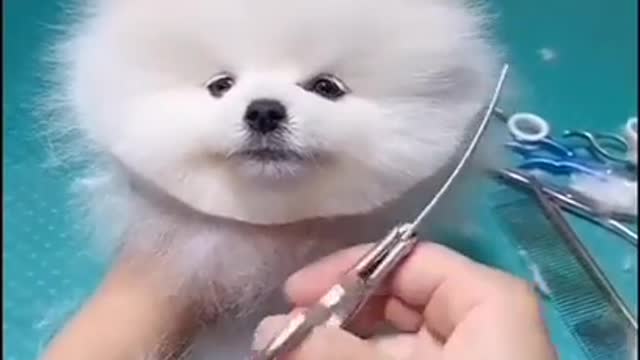 Very Cute dog worth to watch!!