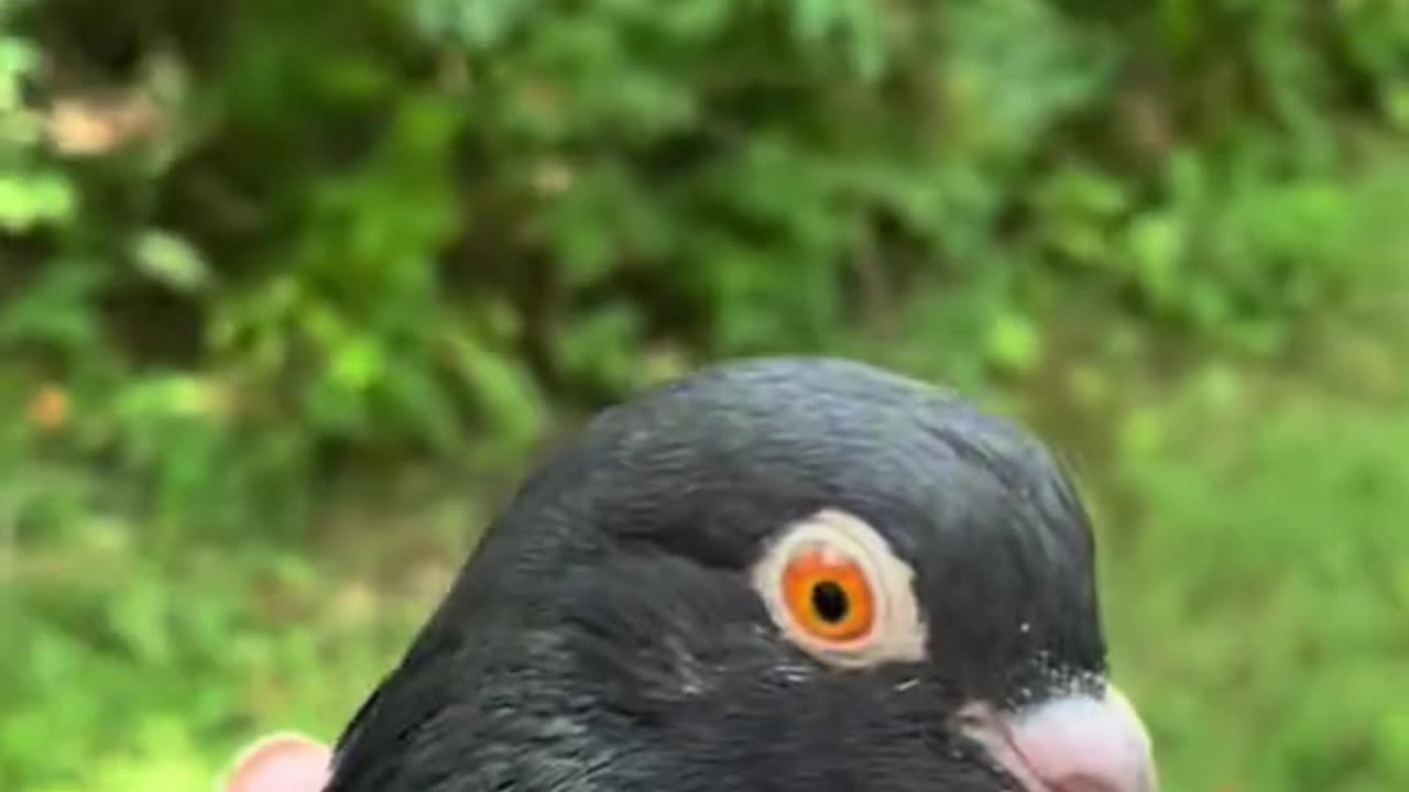 Baby pigeon