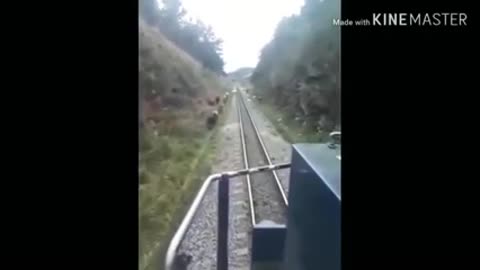 Train hit by animal