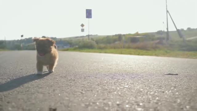i bet you never seen cute puppies before this
