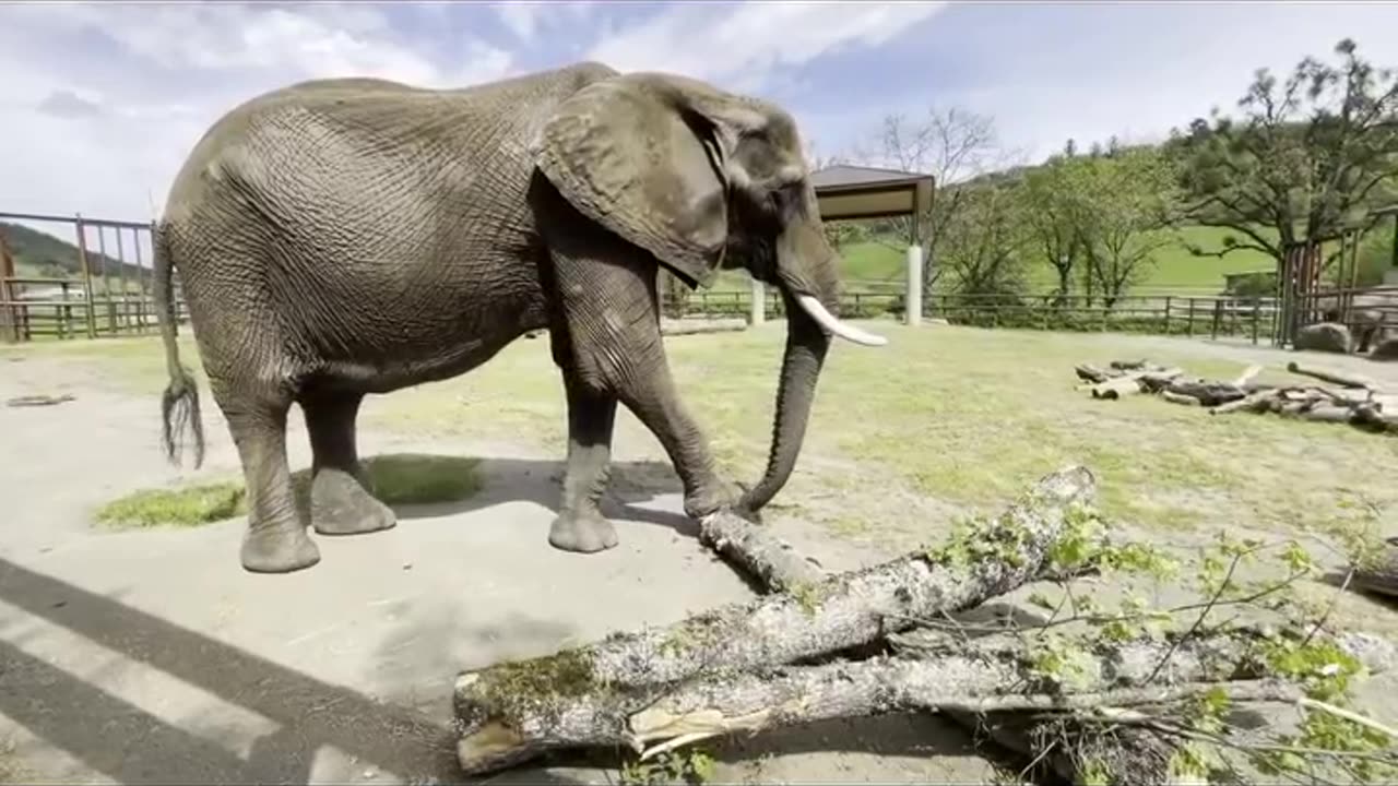 Did you know that elephants will actually eat a whole tree?