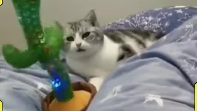 Chat qui danse au son d'un cactus