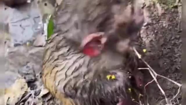 Cute Animals for When You are Stressed 2022