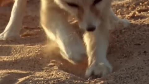 Funny Animals Compilations 63