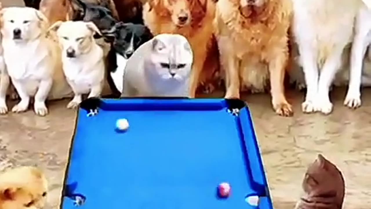 funny scene cat and dog