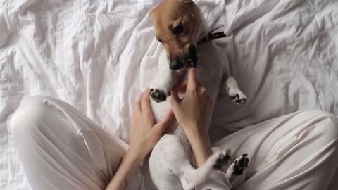 Girl Playing With Dog on Bed, Top View