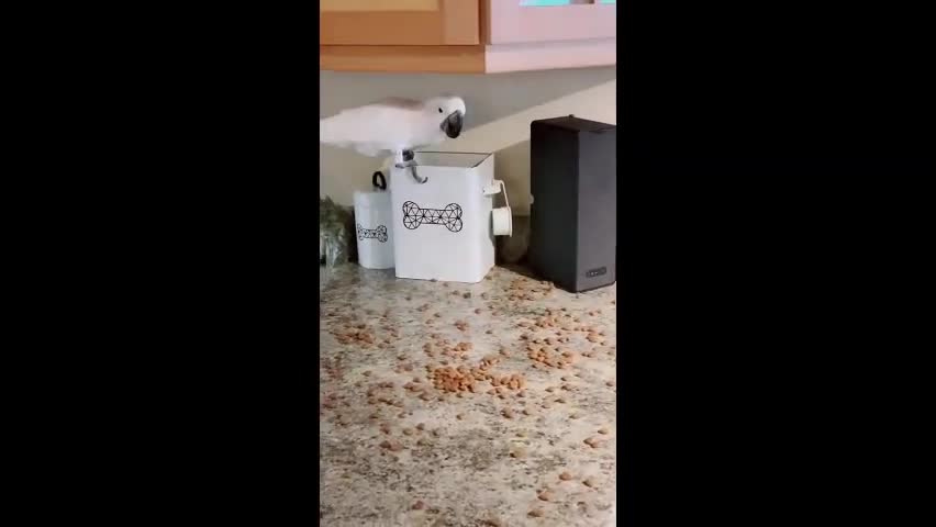 Cockatoo helping feed dog by throwing dog food from the kitchen counter!