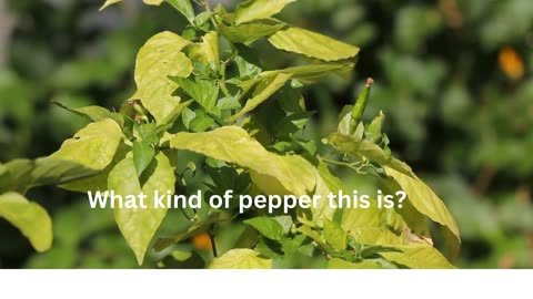 Can you name this pepper