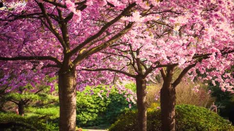 30 Minutes of Beautiful Romantic Music: Guitar Music, Violin Music, Cello Music, Piano Music
