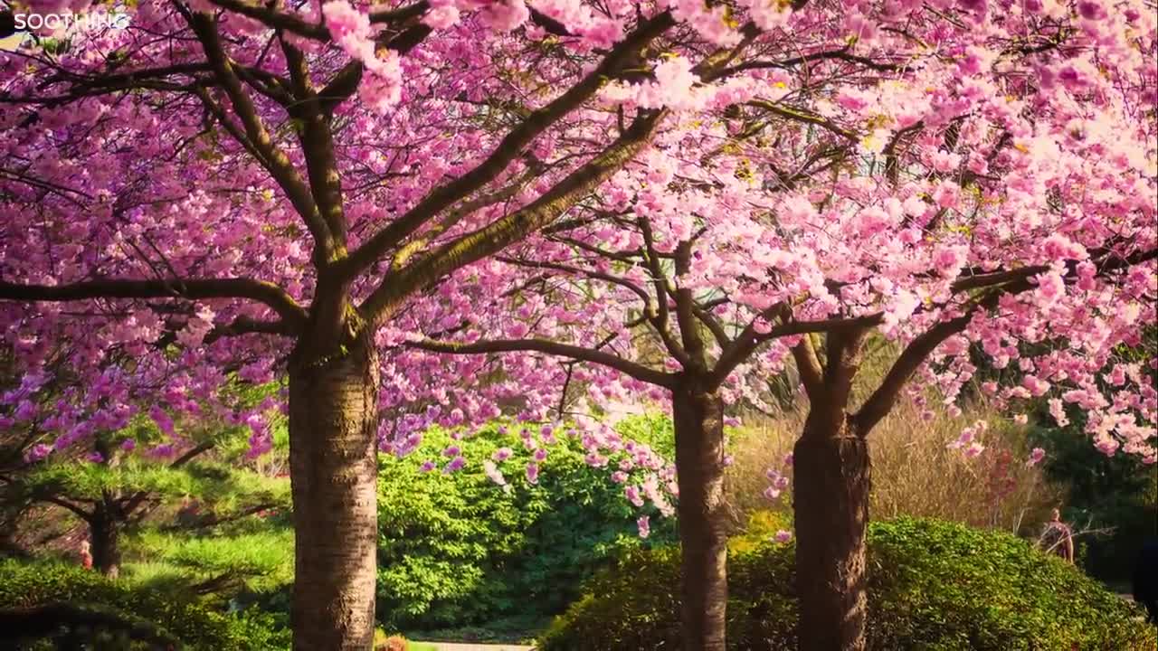 30 Minutes of Beautiful Romantic Music: Guitar Music, Violin Music, Cello Music, Piano Music