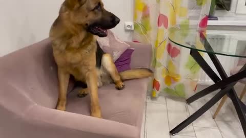 German Shepherd Attacked by Cute Puppy