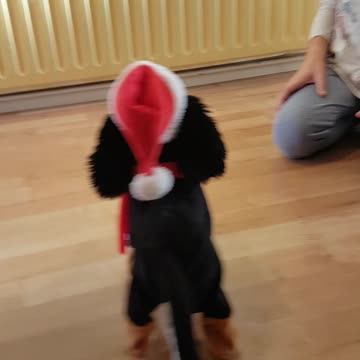 Dogs extremely confused by dancing Christmas toy