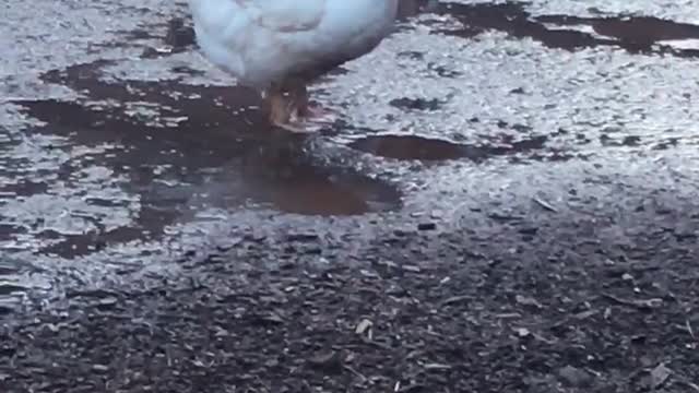 Tater Tot found a spring puddle to splash in.