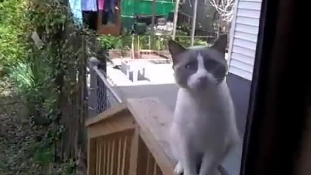 Cat: I've got something to say... and your not listening
