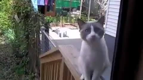 Cat: I've got something to say... and your not listening