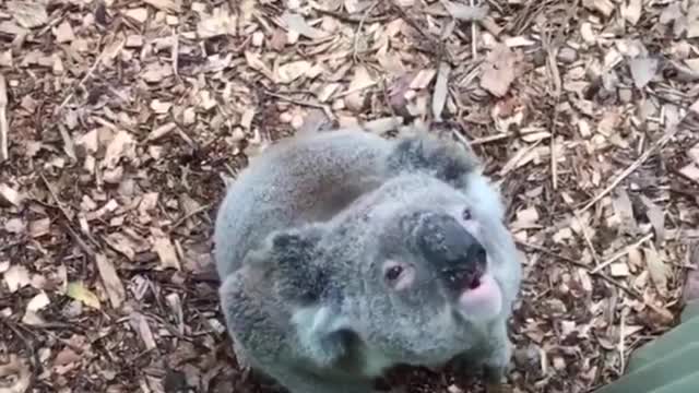 WHAT A KOALA BEAR SOUNDS LIKE ....top 10