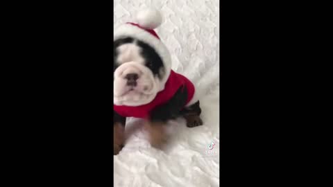 Funniest Animal Videos 🐶 TikTok 🐶 Best Compilations_Funny videos