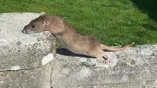 A big mouse