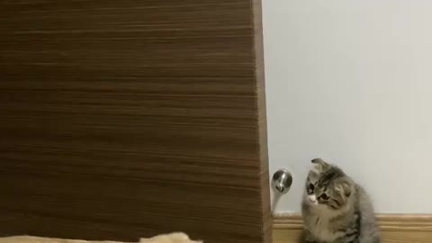 A Labrador dog bullied by a kitten