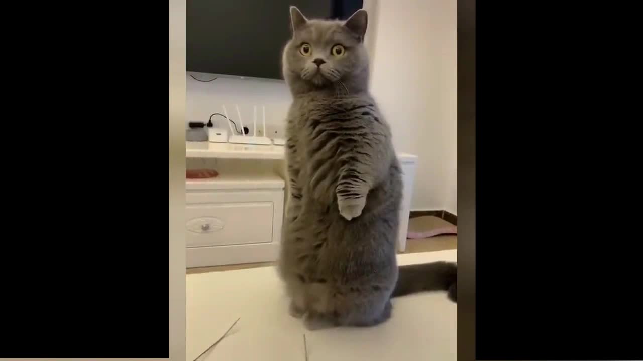 best funny cats cute expression - watch and enjoy the video