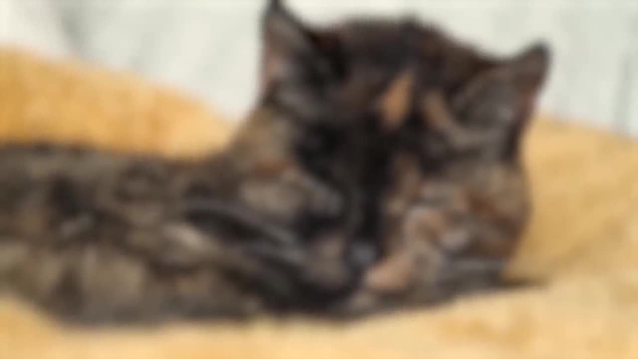 Oldest Living Cat - Guinness World Records