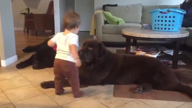 Try Not To Laugh Too Hard When You See This Toddler's Reaction After Kissing His Dog