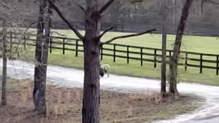 Dog Powered Trike to Explore the Farm