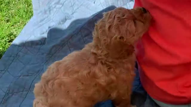 Most cute golden and cavapoo puppies