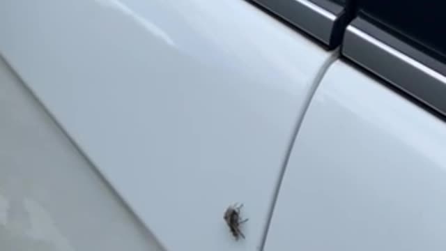 Fly Making Love
