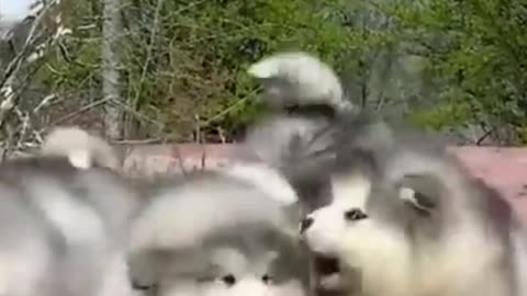 cute puppies