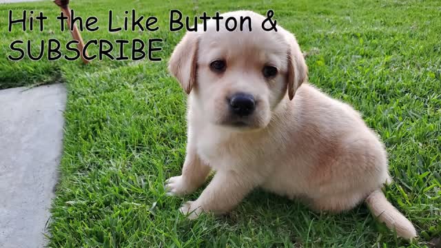 Labrador puppy Learning And Performing Training Commands