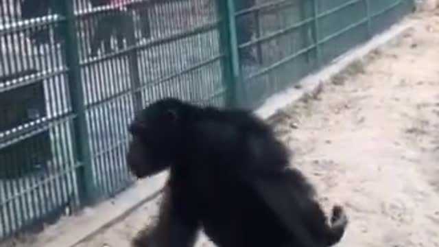 🔥 Gangster 🦍 Gorilla😎 🔥