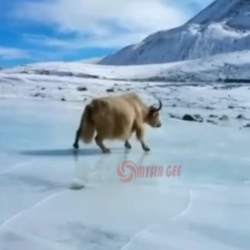 yak | king of mountain | snowfall
