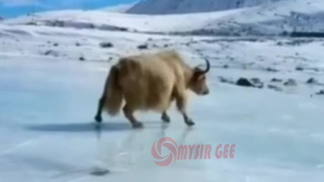yak | king of mountain | snowfall