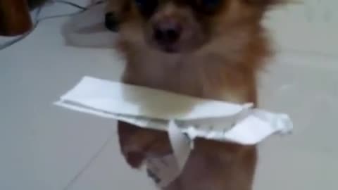 Lindo perrito aprende su lección