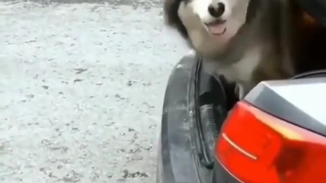 Funny Dog Video Trap In A Car | Funny Moments with Dog | Dog Lover