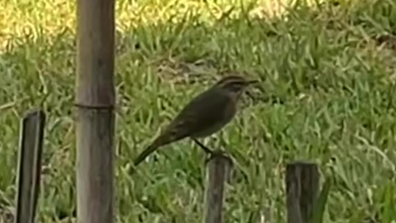 Sedge Warbler: 10-14-2024