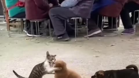 Funny Animals fight